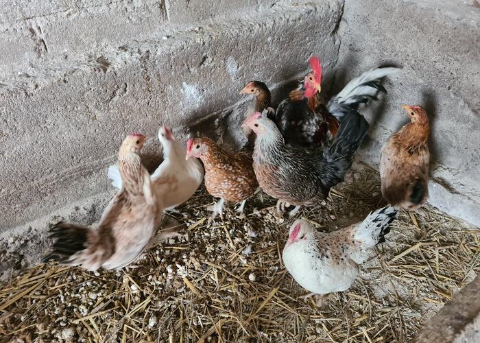 Grajewo ogłoszenia: Witam. Sprzedam 10 kur i koguta widoczne na zdjęciach. Cena do...